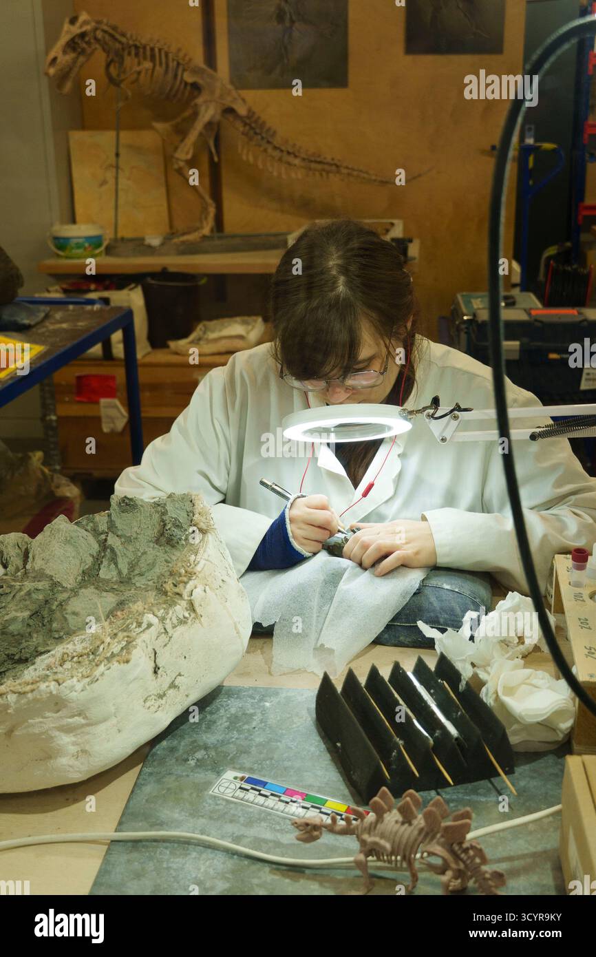 Diosaur Lab Paleontologist carefully cleaning and studying a dinosaur fossil in a ...