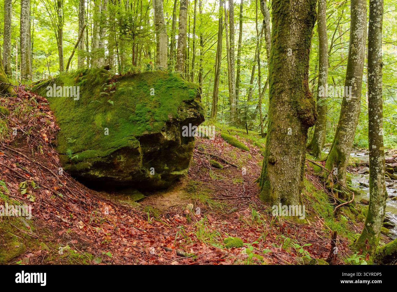 landscape of beech forest in summer. beautiful nature background with green foliage and mossy rock in morning light. lush deciduous woodland of ukrain Stock Photo