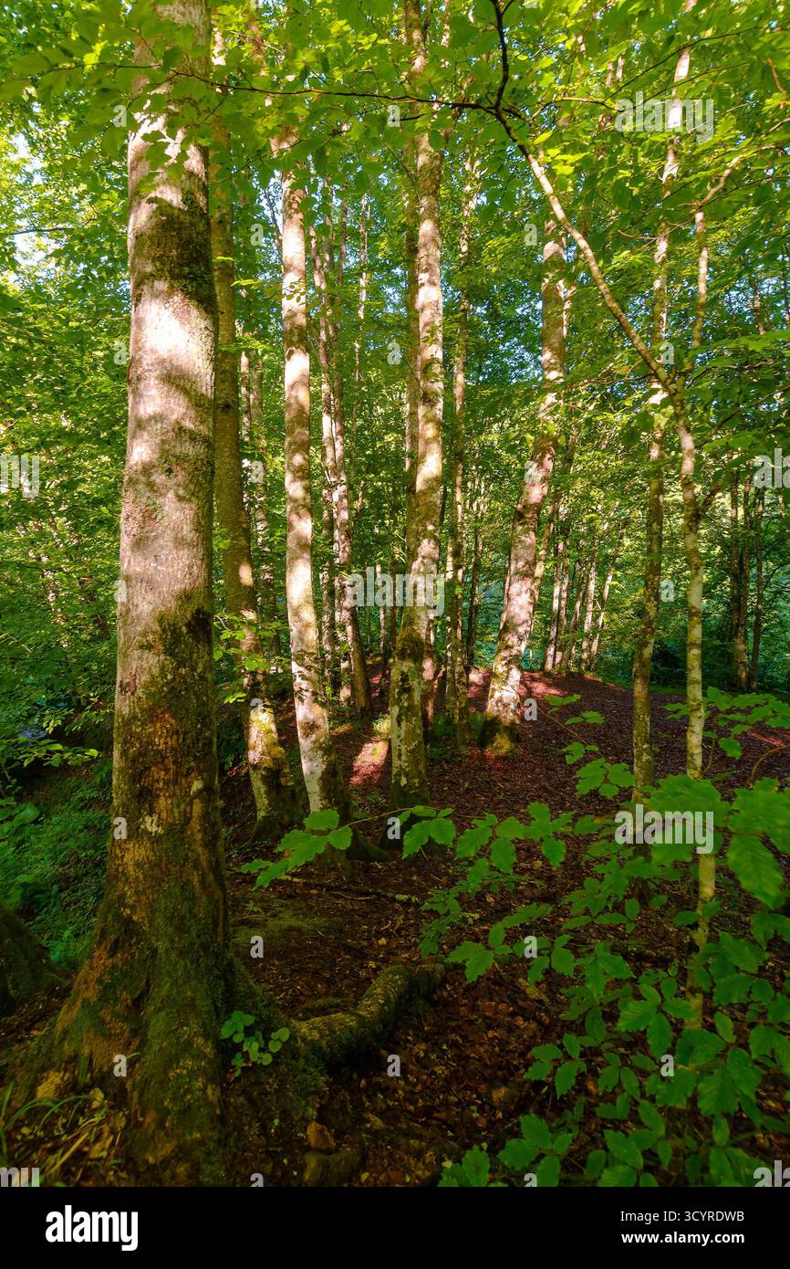 landscape of beech forest in summer. beautiful nature background with green foliage in morning light. lush deciduous woodland of ukrainian carpathians Stock Photo