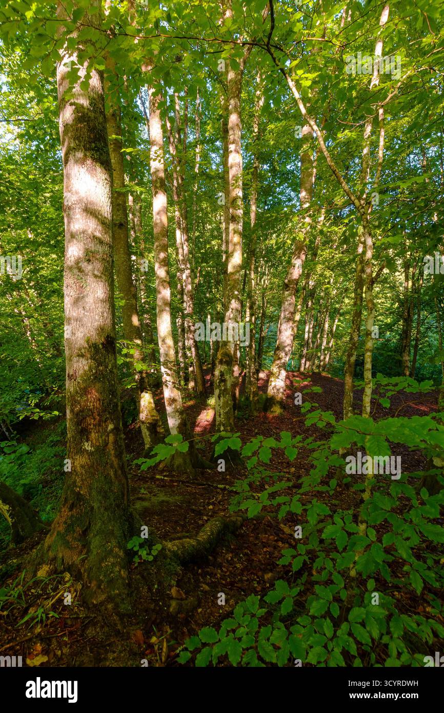 landscape of beech forest in summer. beautiful nature background with green foliage in morning light. lush deciduous woodland of ukrainian carpathians Stock Photo