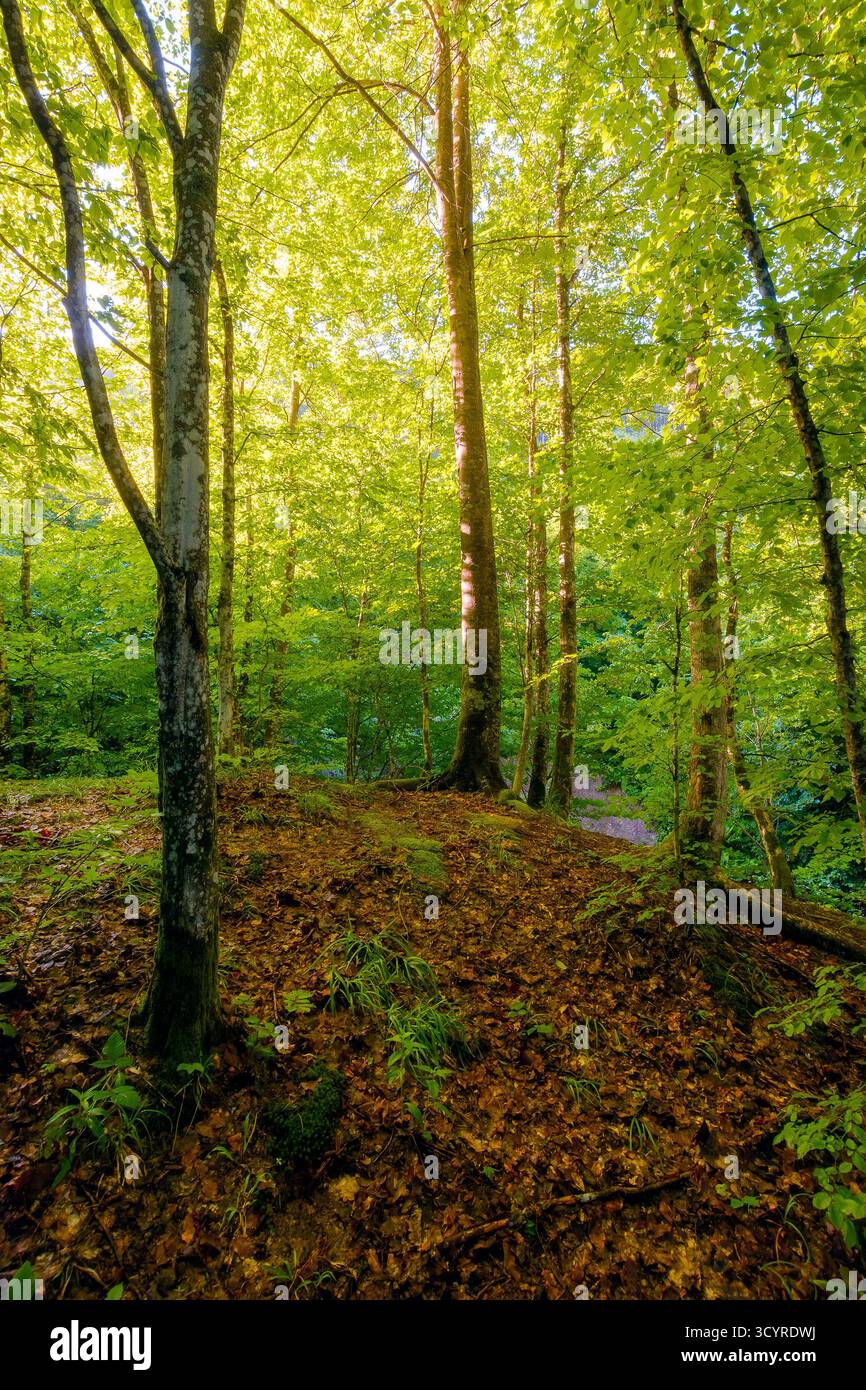 landscape of beech forest in summer. beautiful nature background with green foliage in morning light. lush deciduous woodland of ukrainian carpathians Stock Photo