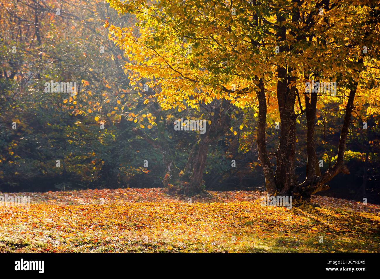 landscape with deciduous tree on a beech forest glade in autumn. beautiful nature background in morning light. hazy october weather. lush yellow folia Stock Photo