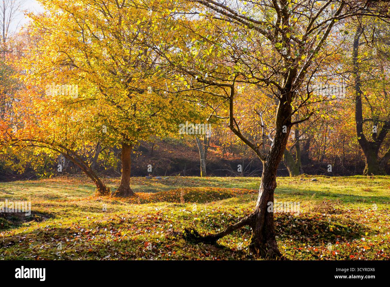 landscape with deciduous tree on a beech forest glade in autumn. beautiful nature background in morning light. hazy october weather. lush yellow folia Stock Photo