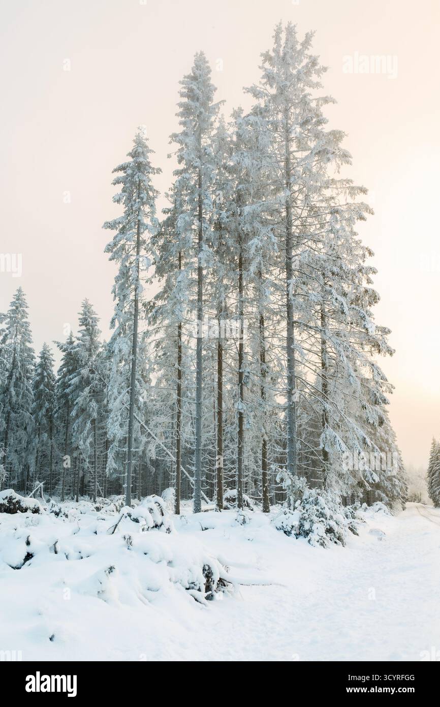 Hoarfrost covered spruce trees in a forest Stock Photo