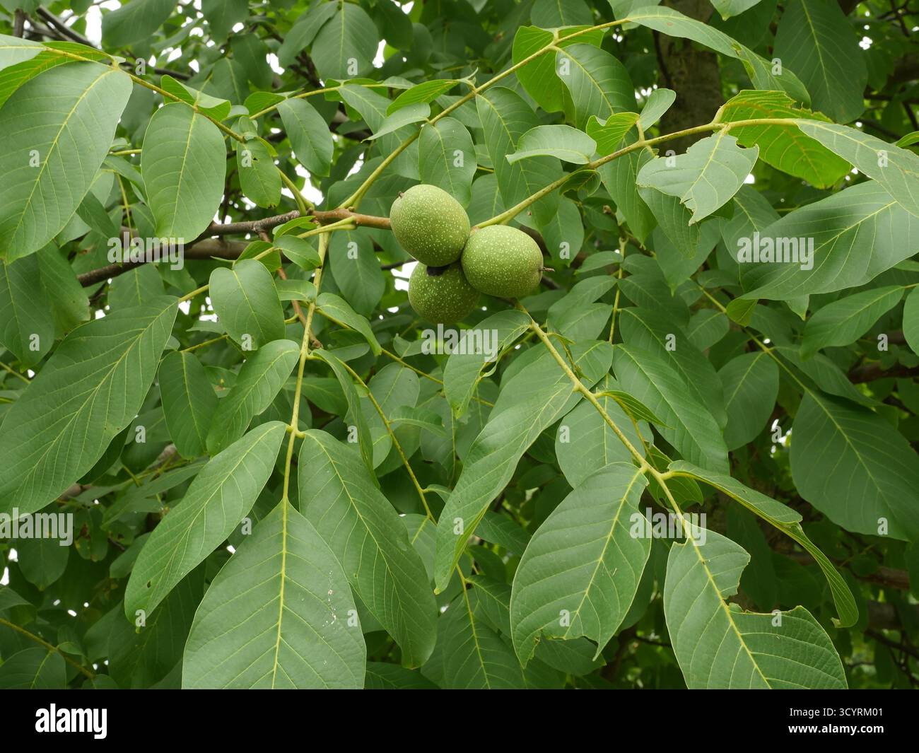 Three green walnuts hang on a branch with compound leaves. Copyspace. Stock Photo