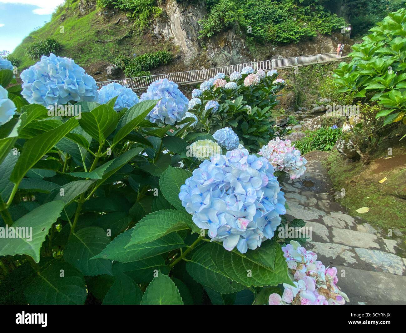 Blue and Pink Hydrangeas Along a Stone Path in the Lush Volcanic Landscape of the Azores - Smartphone Captured Stock Image