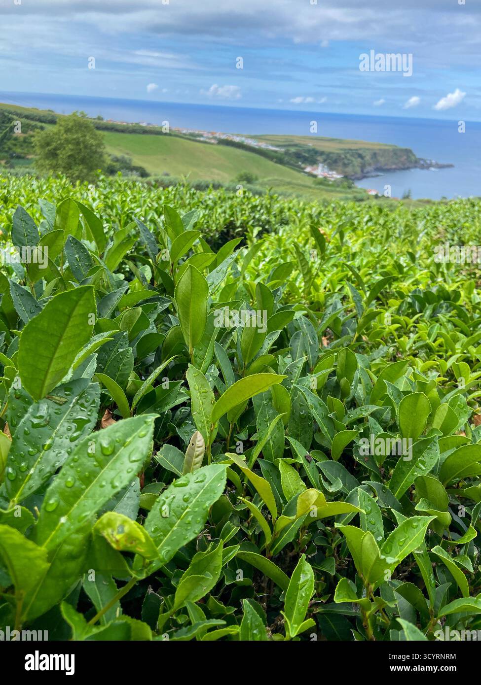 Dew-Kissed Green Tea Leaves on the Terraced Slopes of an Azorean Plantation - Smartphone Captured Stock Image