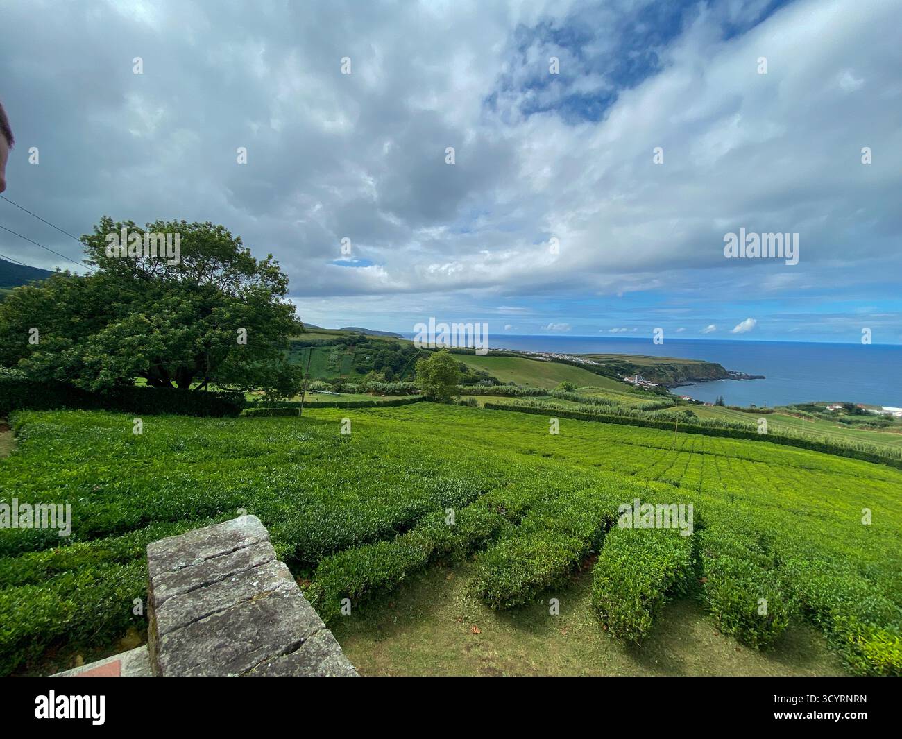 Lush Terraced Tea Plantations Meeting the Atlantic Coastline, São Miguel, Azores - Smartphone Captured Stock Image