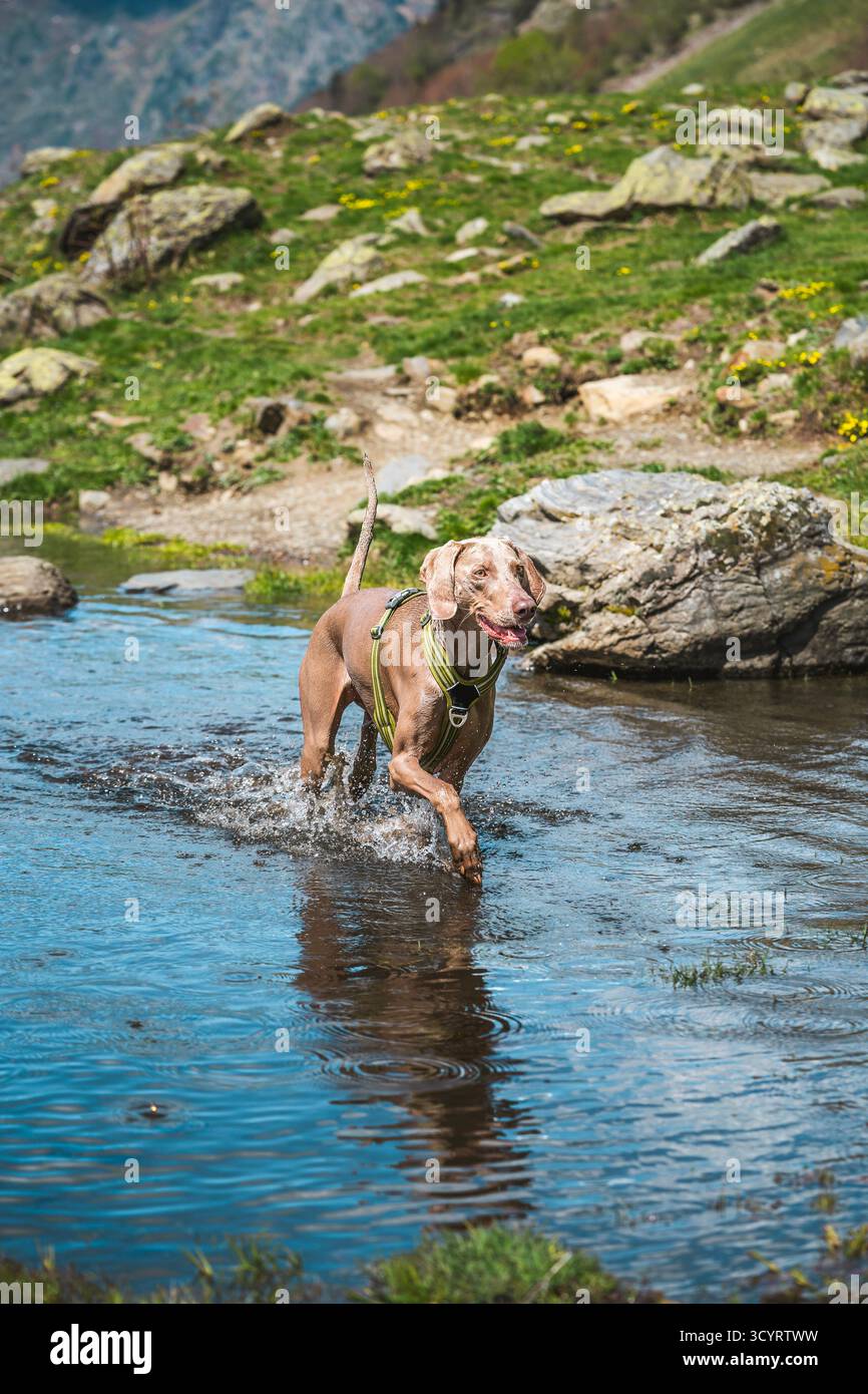 Weimaraner dog joyfully splashing and running through a shallow mountain stream with green grass and rocks in the background Stock Photo