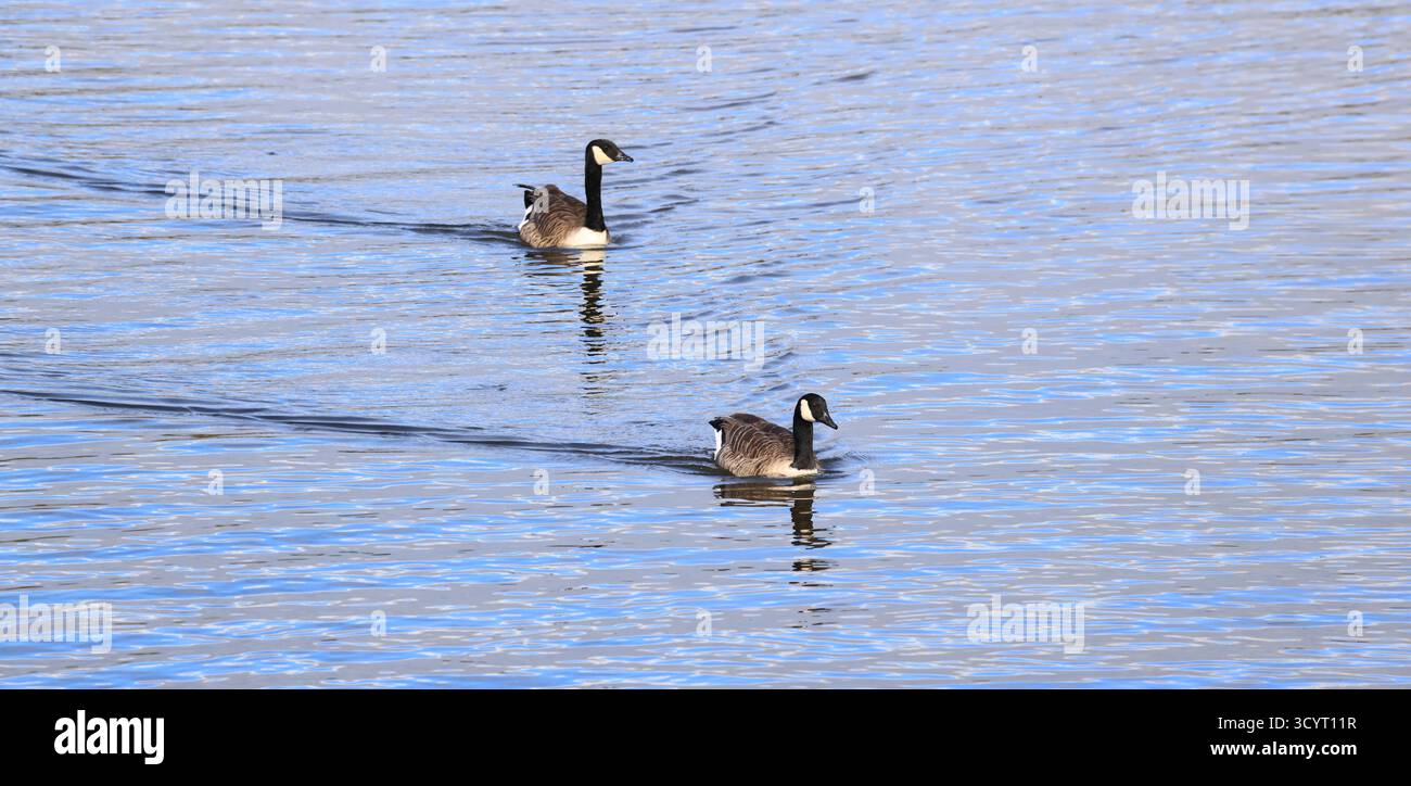 Canada Geese (branta canadensis) Llanishen Reservoir and country park