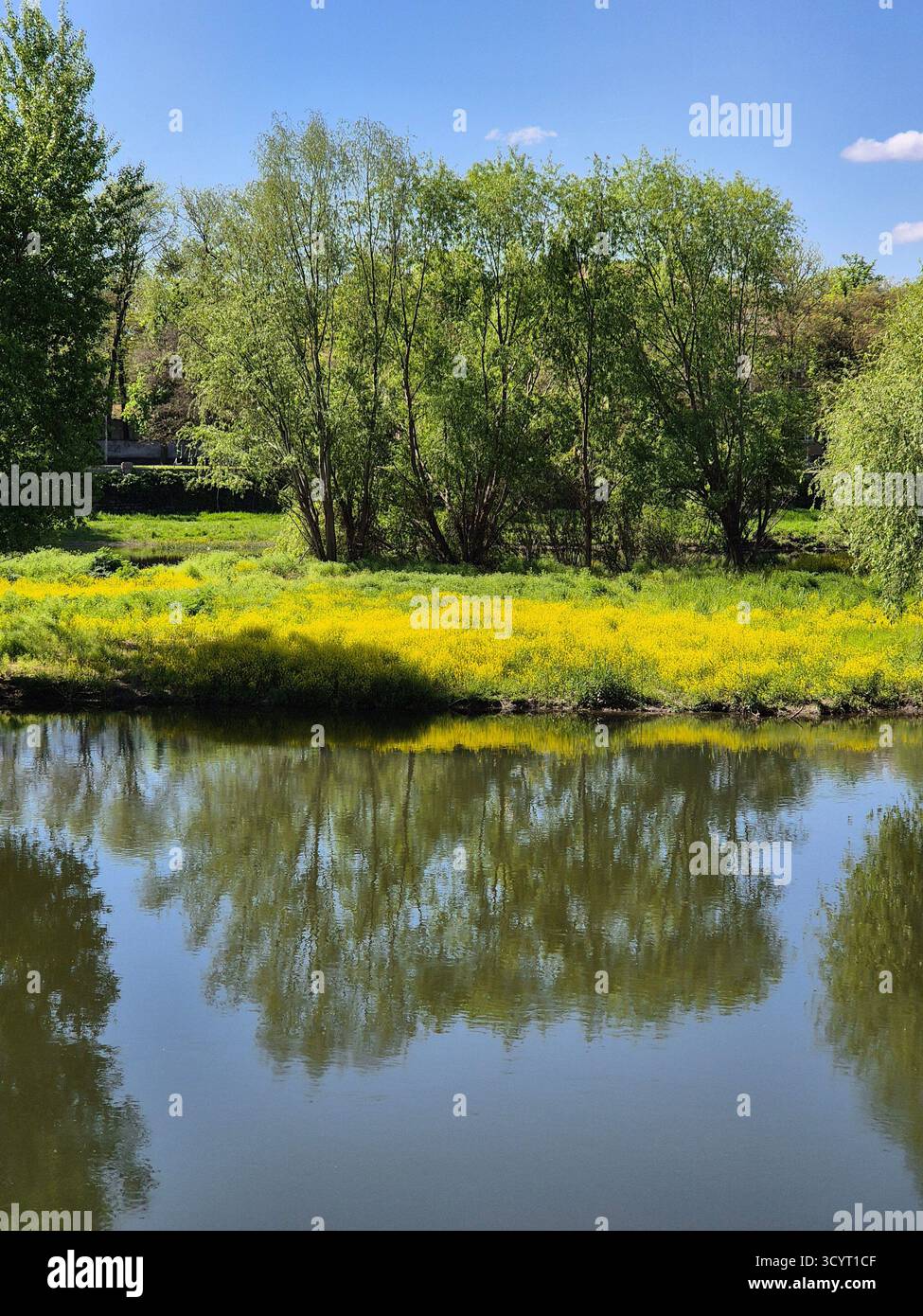 calm natural landscape: large green trees on the shore of a pond, there clear reflection in the water and the blue sky - Smartphone Captured Stock Image