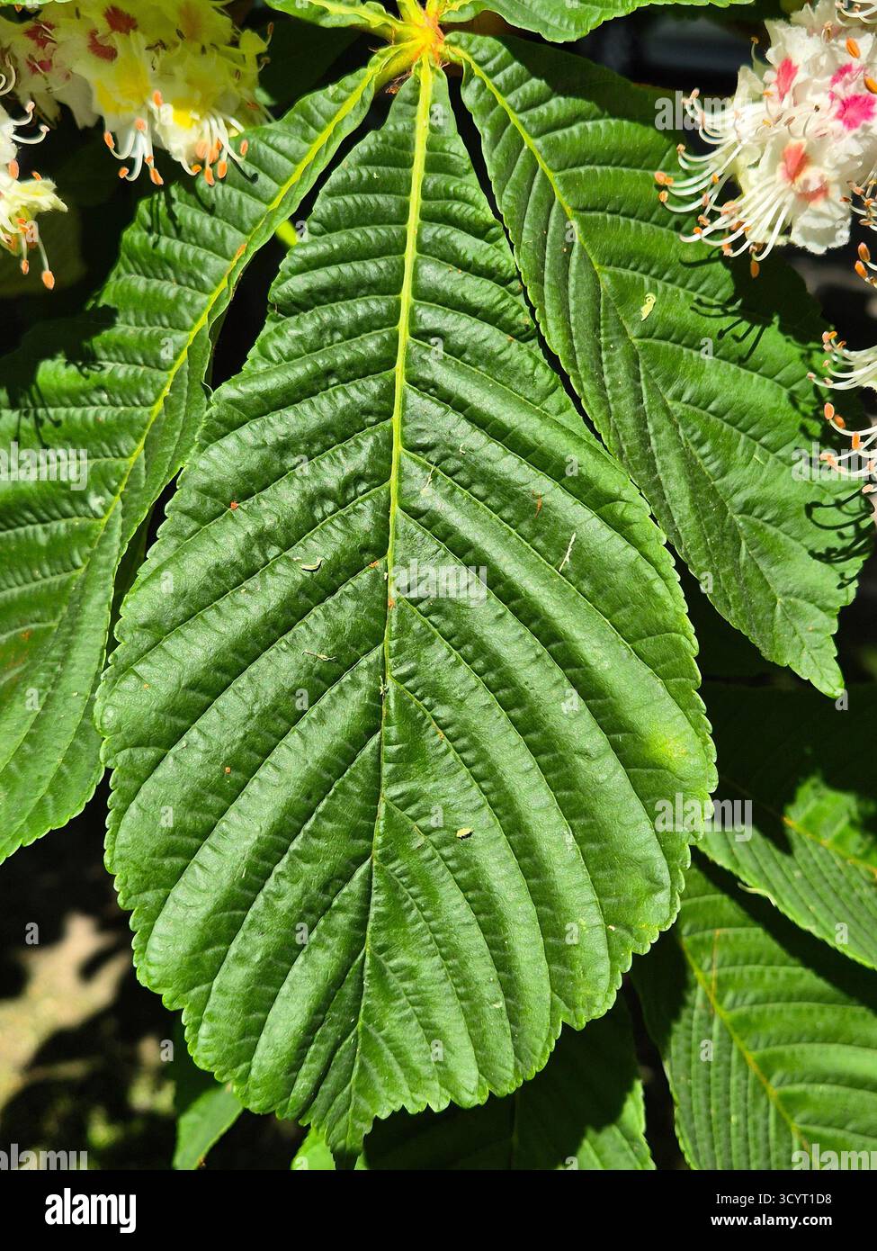 chestnut blossom. green leaves of horse chestnut - Smartphone Captured Stock Image