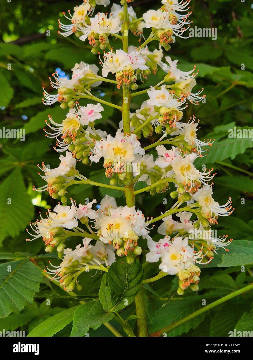 chestnut blossom. green leaves of horse chestnut - Smartphone Captured Stock Image