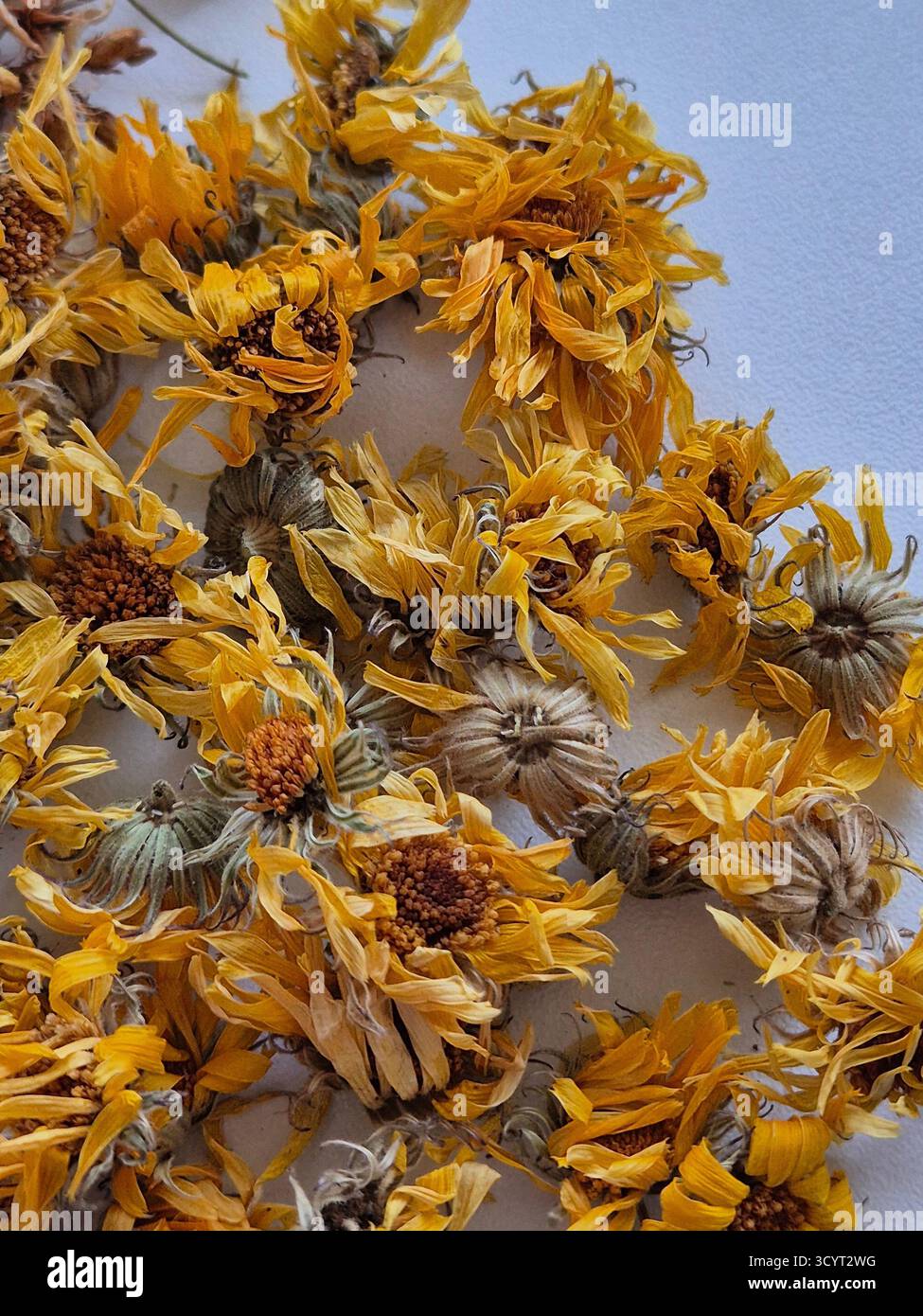 Dry calendula flowers on white background. - Smartphone Captured Stock Image