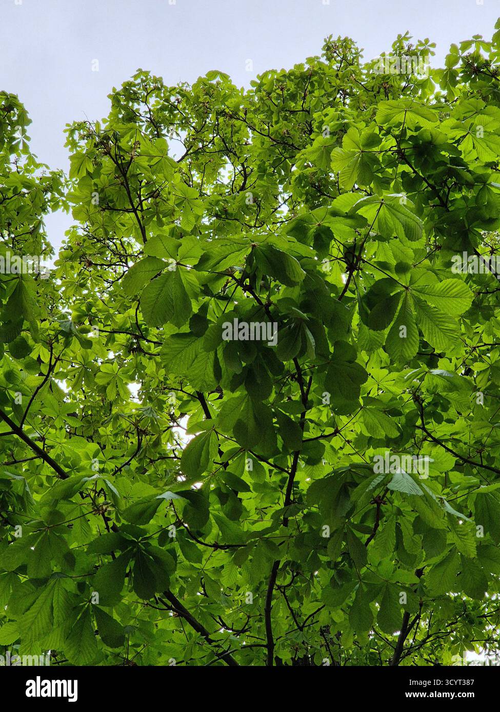 Chestnut leaves and blossoms against the sky. green leaves of a tree. - Smartphone Captured Stock Image