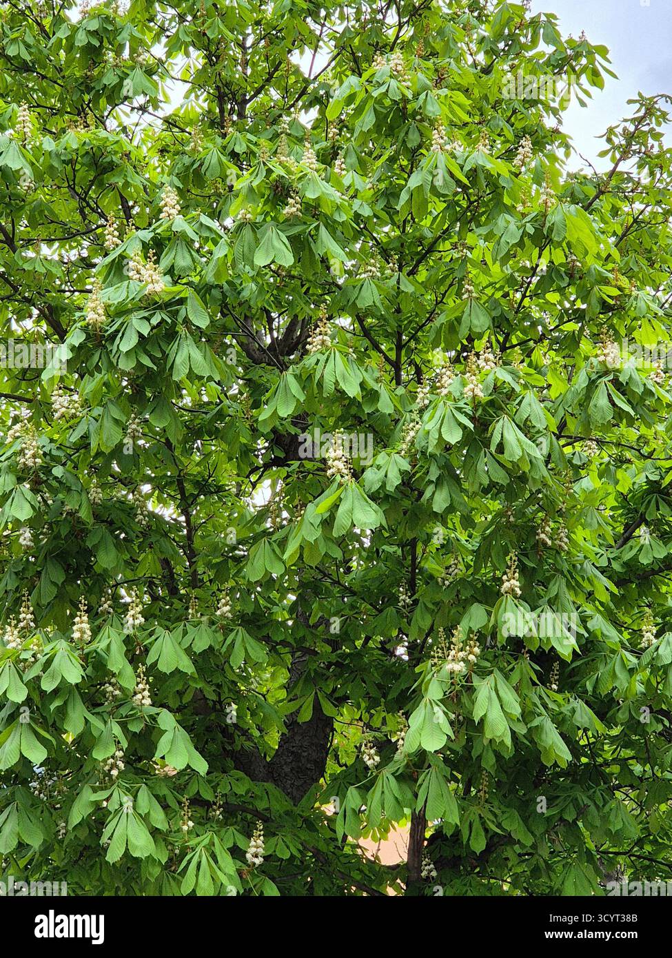 Chestnut leaves and blossoms against the sky. green leaves of a tree. - Smartphone Captured Stock Image