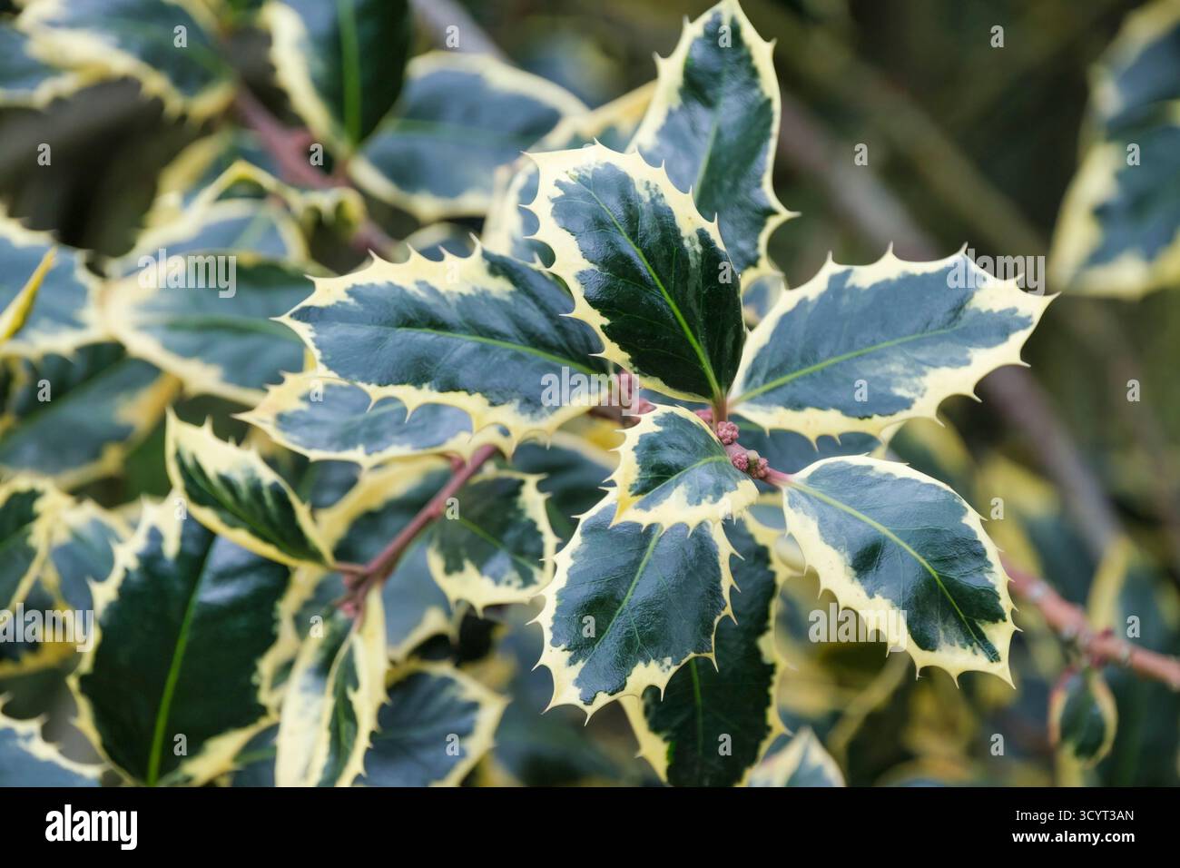 Ilex aquifolium argentea marginata pendula hi-res stock photography and  images - Alamy