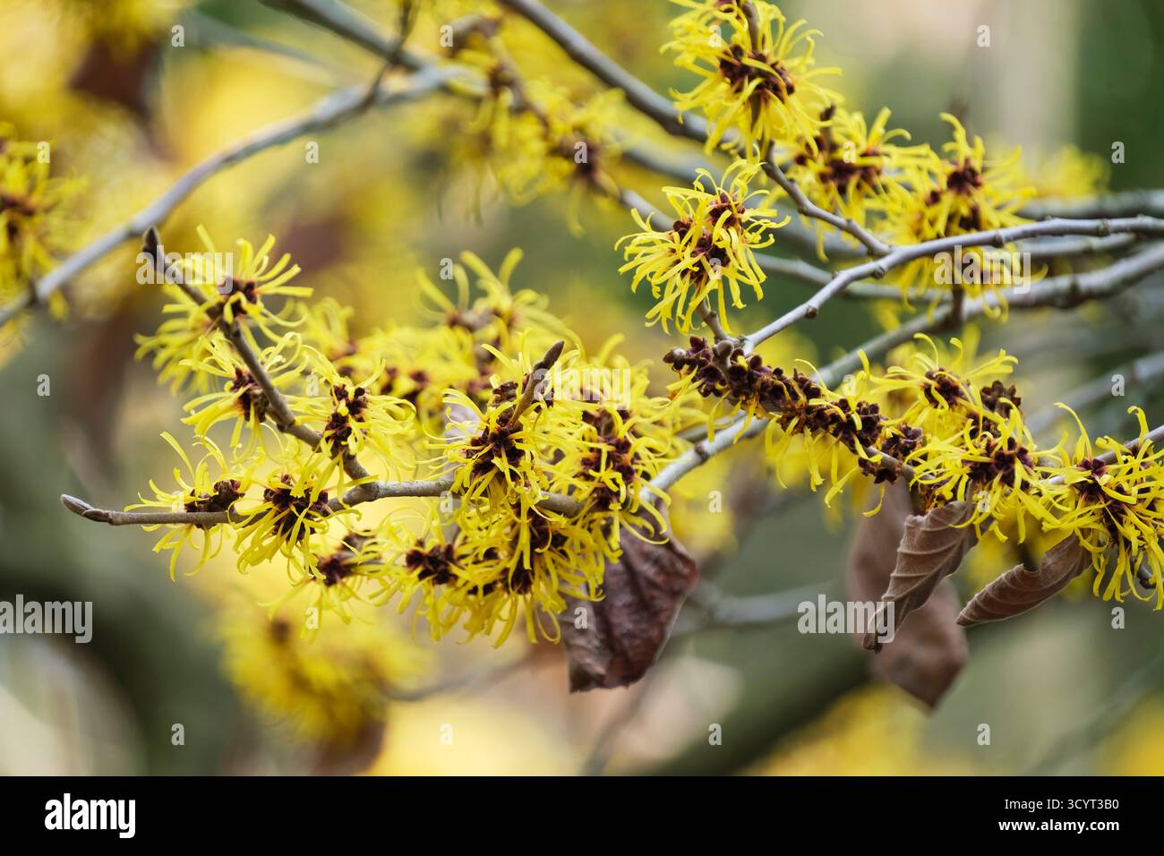 Hamamelis mollis, Chinese witch hazel, bright golden-yellow flowers in late winter Stock Photo