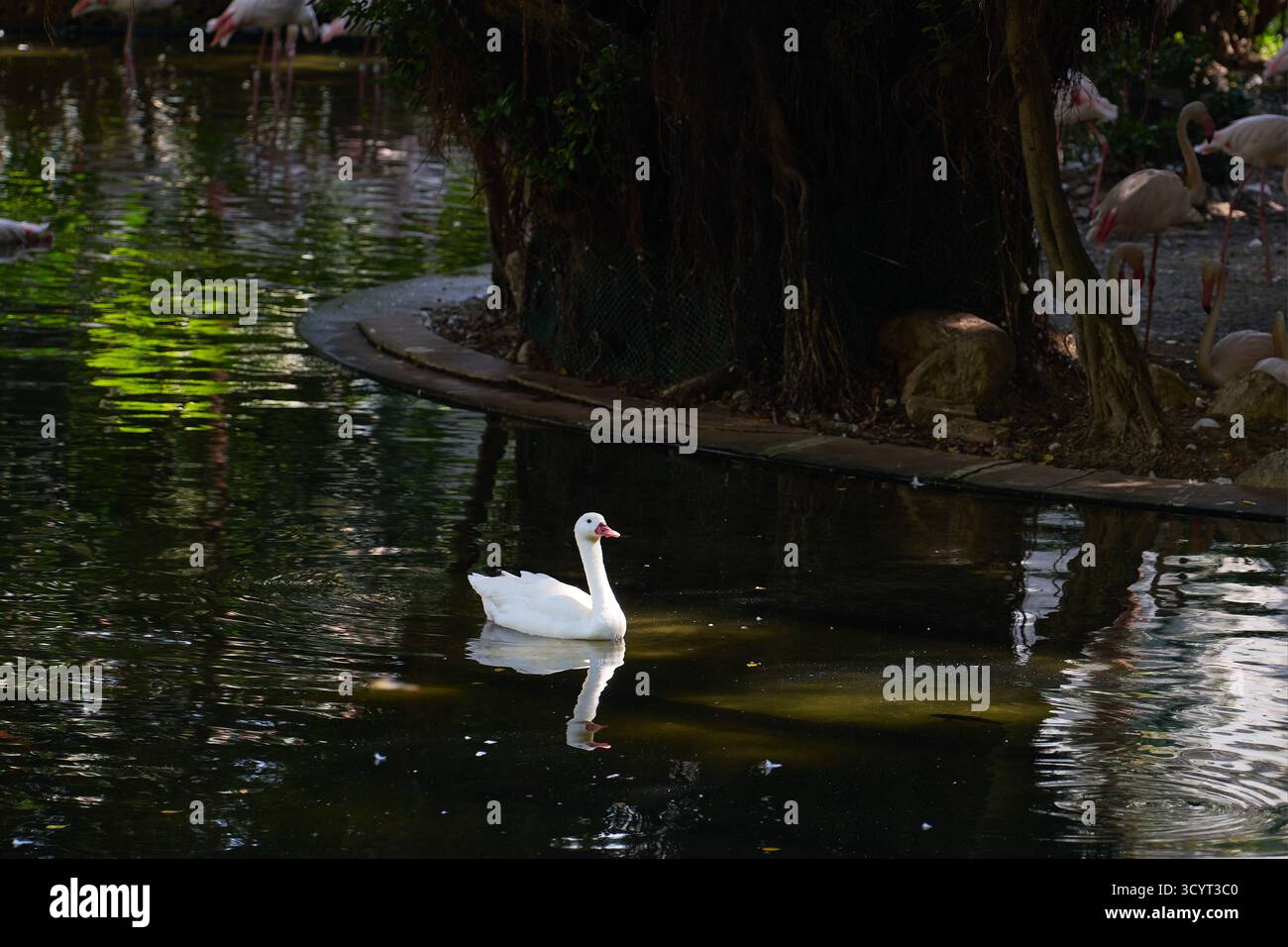 A white duck swimming in the bird lake in Kowloon Park, Tsim Sha Tsui, Hong Kong. Stock Photo