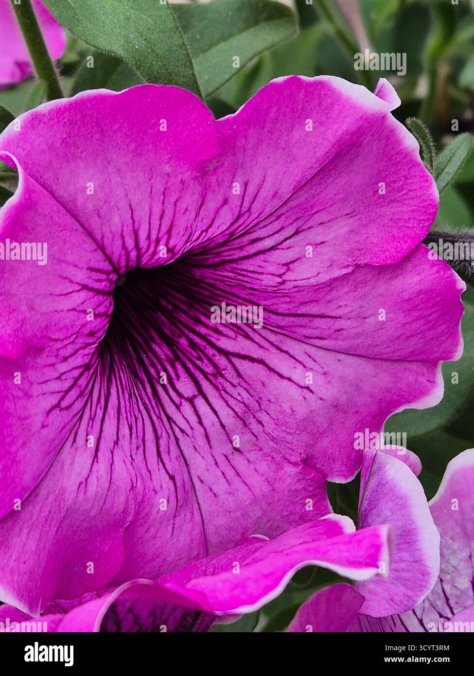 A close-up of an open petunia flower, a rich lavender or purplish-pink color. - Smartphone Captured Stock Image