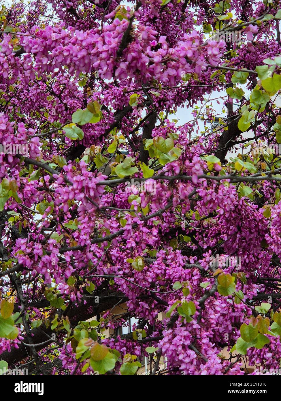A judas tree (cercis siliquastrum) in full bloom, showcasing its vibrant pink-purple flowers covering the branches und trunk - Smartphone Captured Stock Image