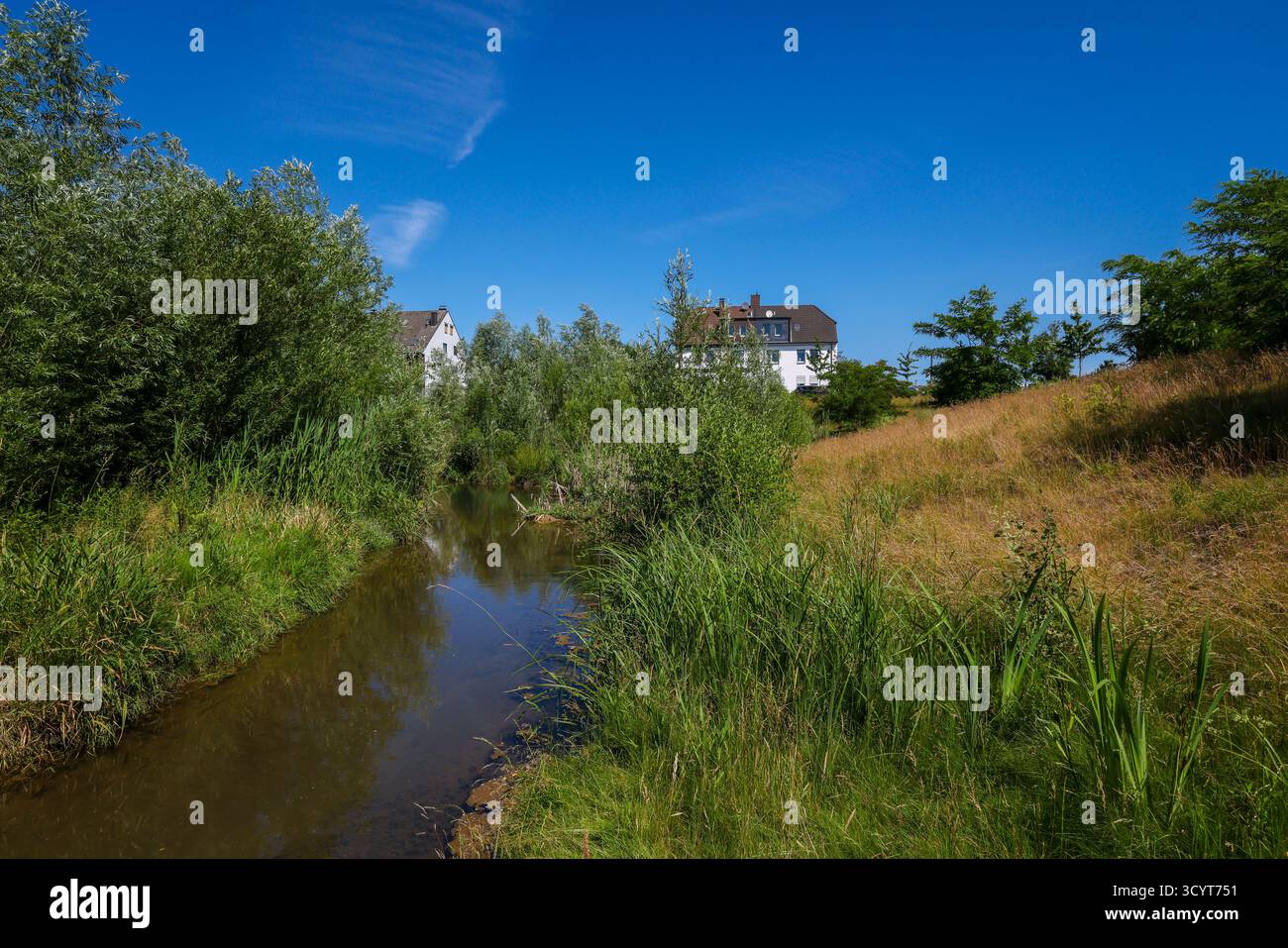 20.07.2025, Germany, North Rhine-Westphalia, Recklinghausen - Renaturalised Hellbach, renaturalised watercourse, the Hellbach is now free of sewage fo Stock Photo