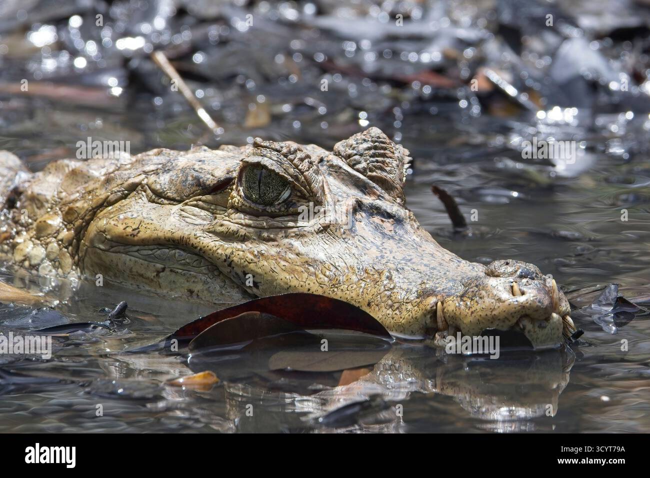 Spectacle Cayman Spectacled Caiman, also known as the white caiman, common caiman, and ...