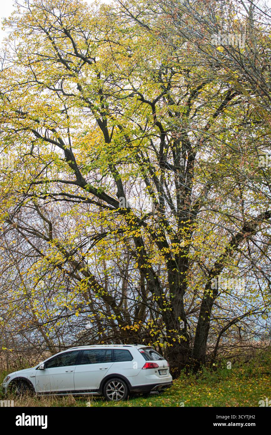 Car under tree hi-res stock photography and images - Alamy