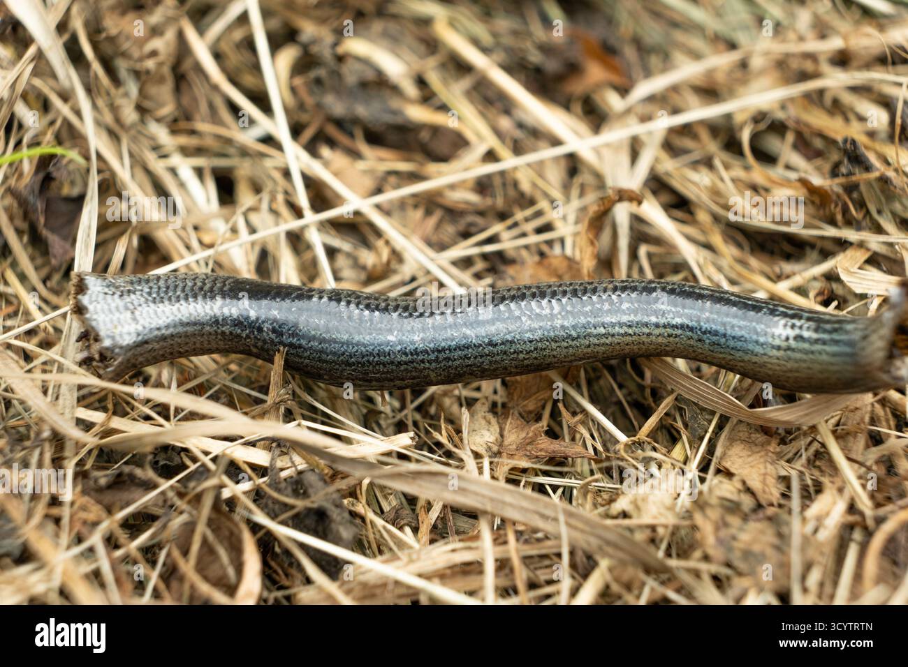 Alpine snakes hi-res stock photography and images - Alamy