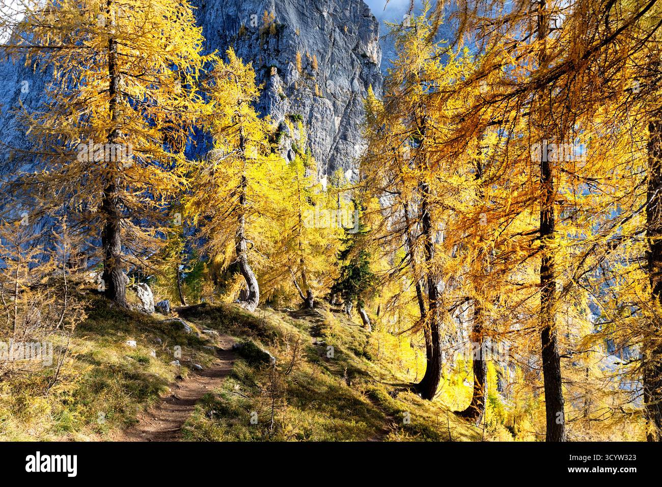 Scenes from julian alps in slovenia, larch trees in golden autumn colours, autumn foliage, hiking trail in slovenian mountains, kranjska gora Stock Photo