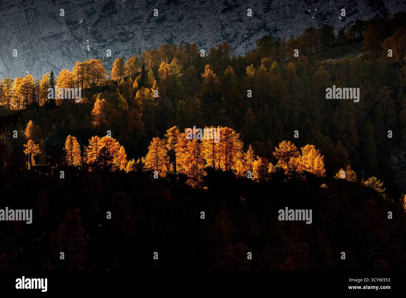 Scenes from julian alps in slovenia, larch trees in golden autumn colours, autumn foliage, hiking trail in slovenian mountains, kranjska gora Stock Photo