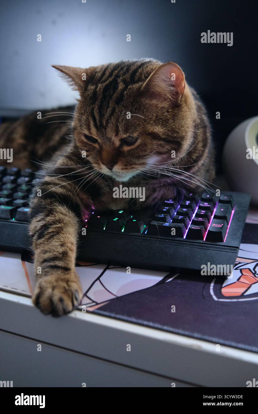 British Tabby Cat On Keyboard Stock Photo - Alamy