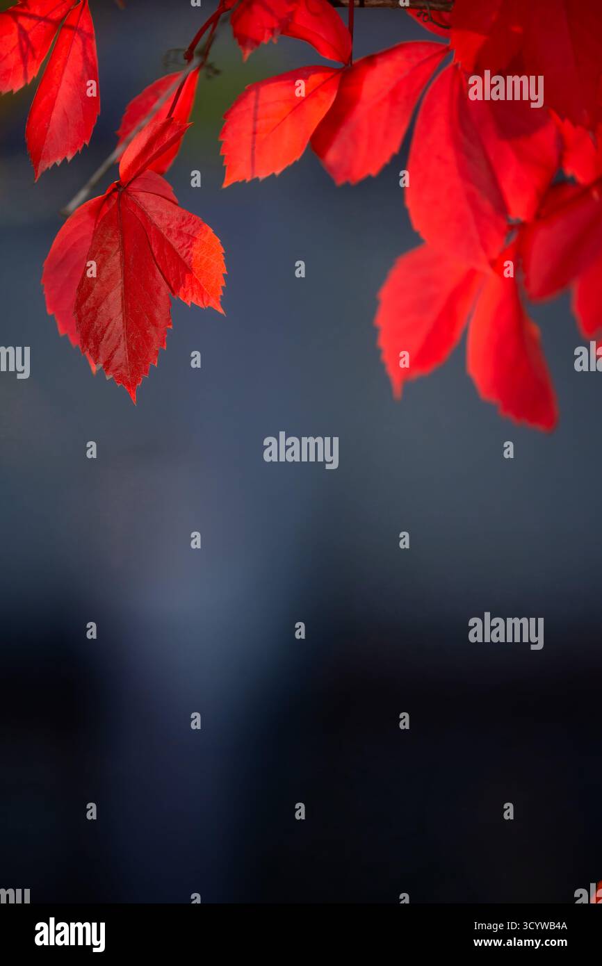 Vivid red autumn leaves glowing in warm backlight, creating a dramatic seasonal botanical background with rich fall color and soft focus Stock Photo