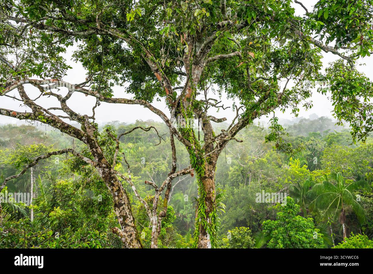 Tree in Amazon Rainforest, Ecuador Stock Photo - Alamy