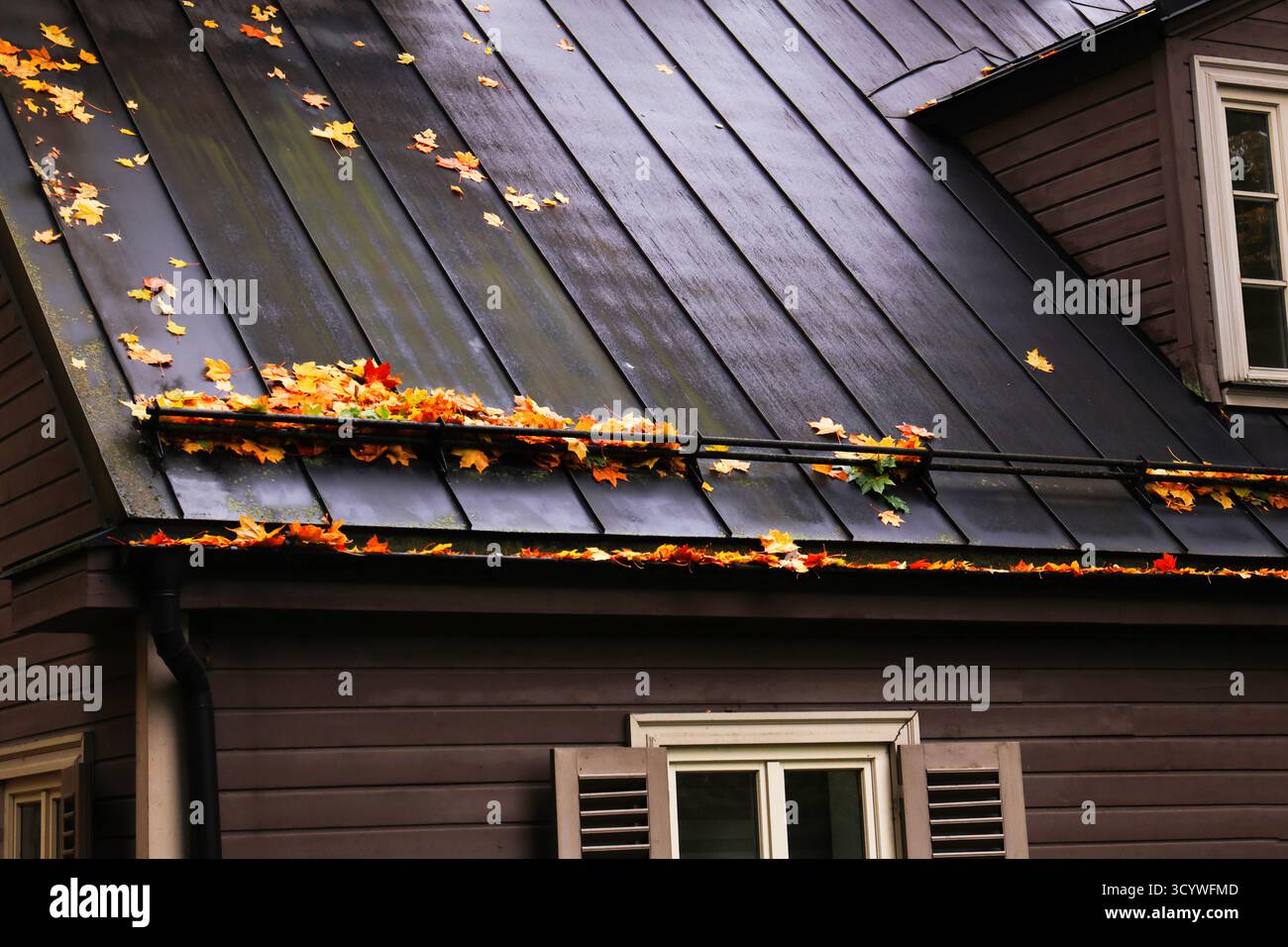Autumn leaves have accumulated on the black metal roof of the wooden ...