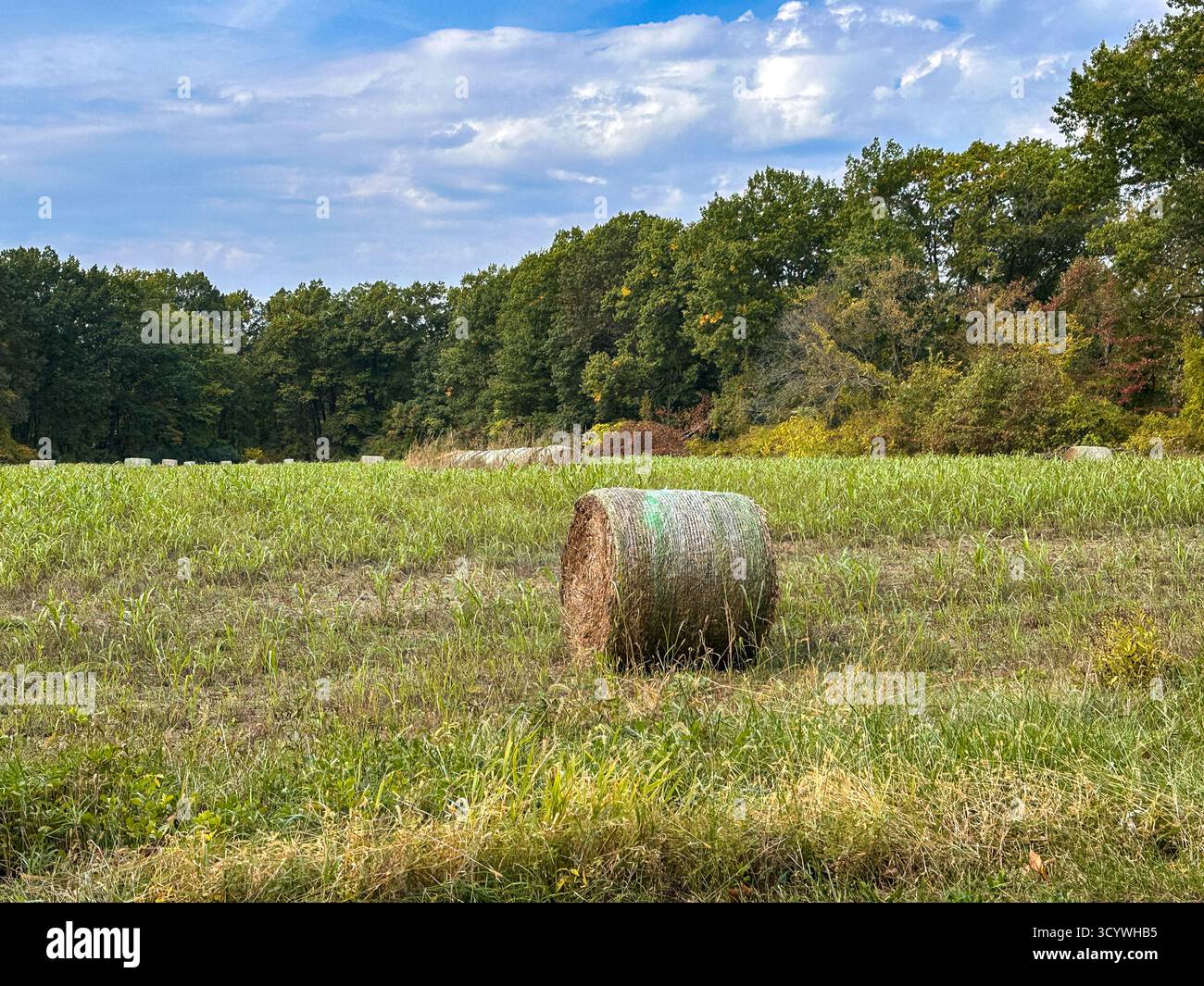 Hay Bales in a farm field - Smartphone Captured Stock Image