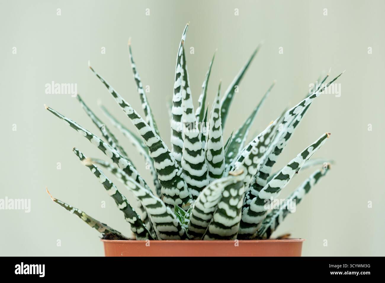 Zebra cactus hi-res stock photography and images - Alamy