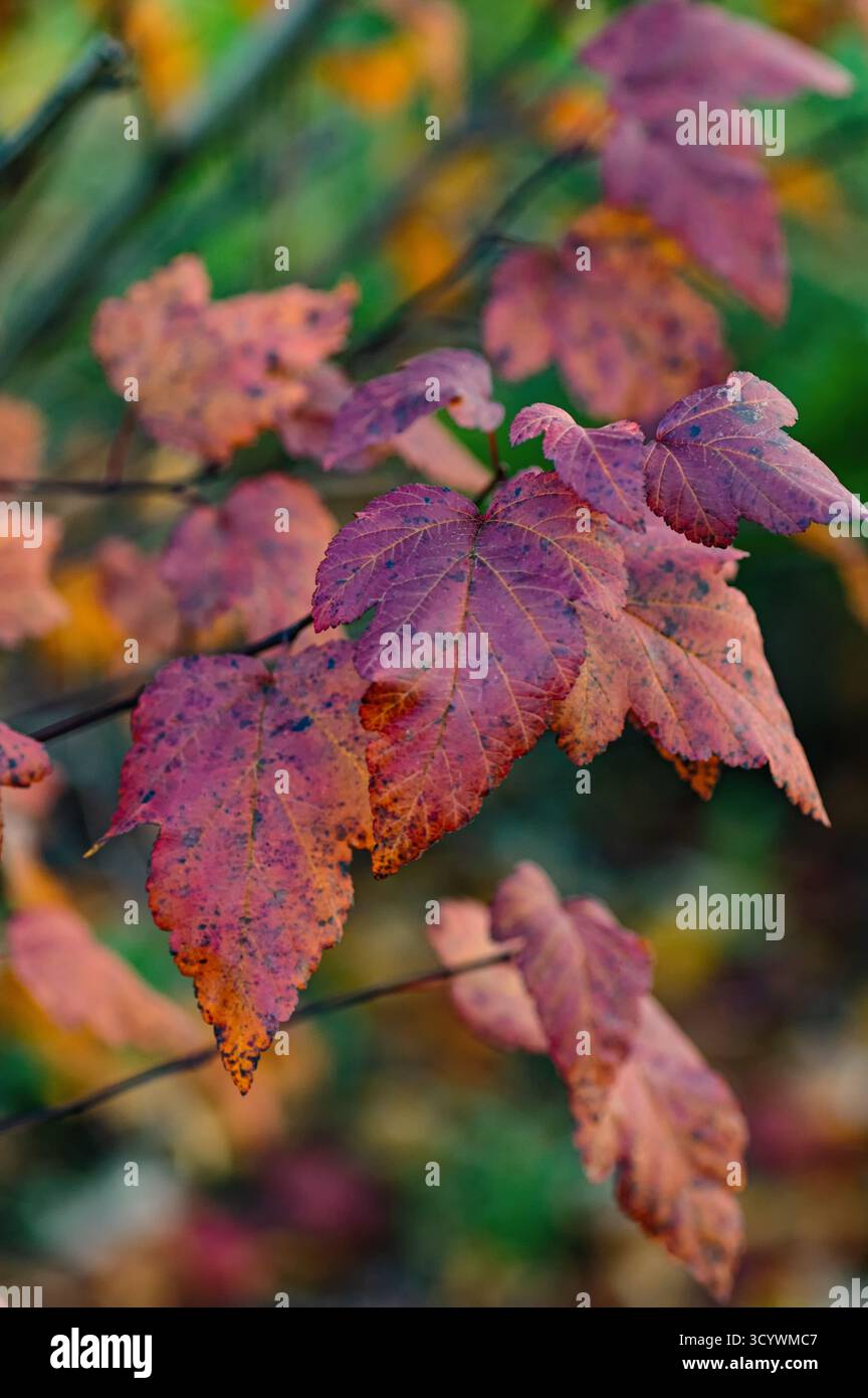 Mottled foliage hi-res stock photography and images - Alamy