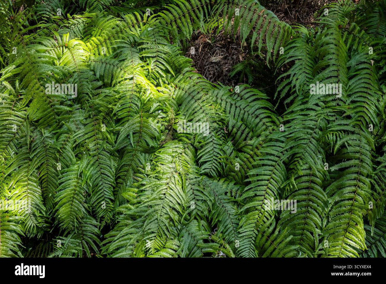 Plants of asia hi-res stock photography and images - Alamy