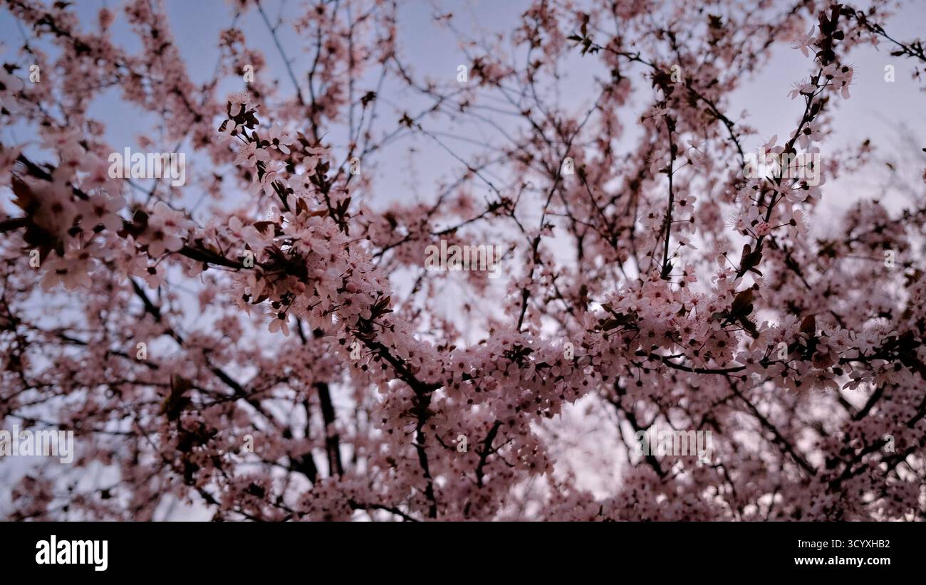 Japanese cherry blossoms sunset hi-res stock photography and images - Alamy