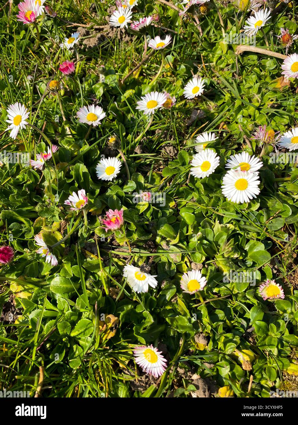 Wild daisies blooming in a green spring meadow Stock Photo