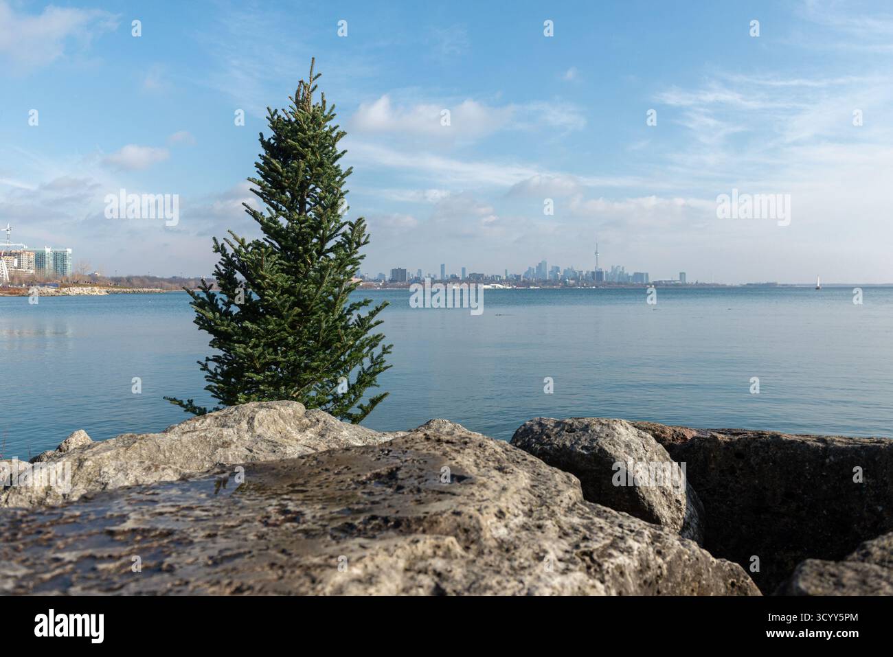 An evergreen tree stands on a rocky shore with the city skyline visible ...
