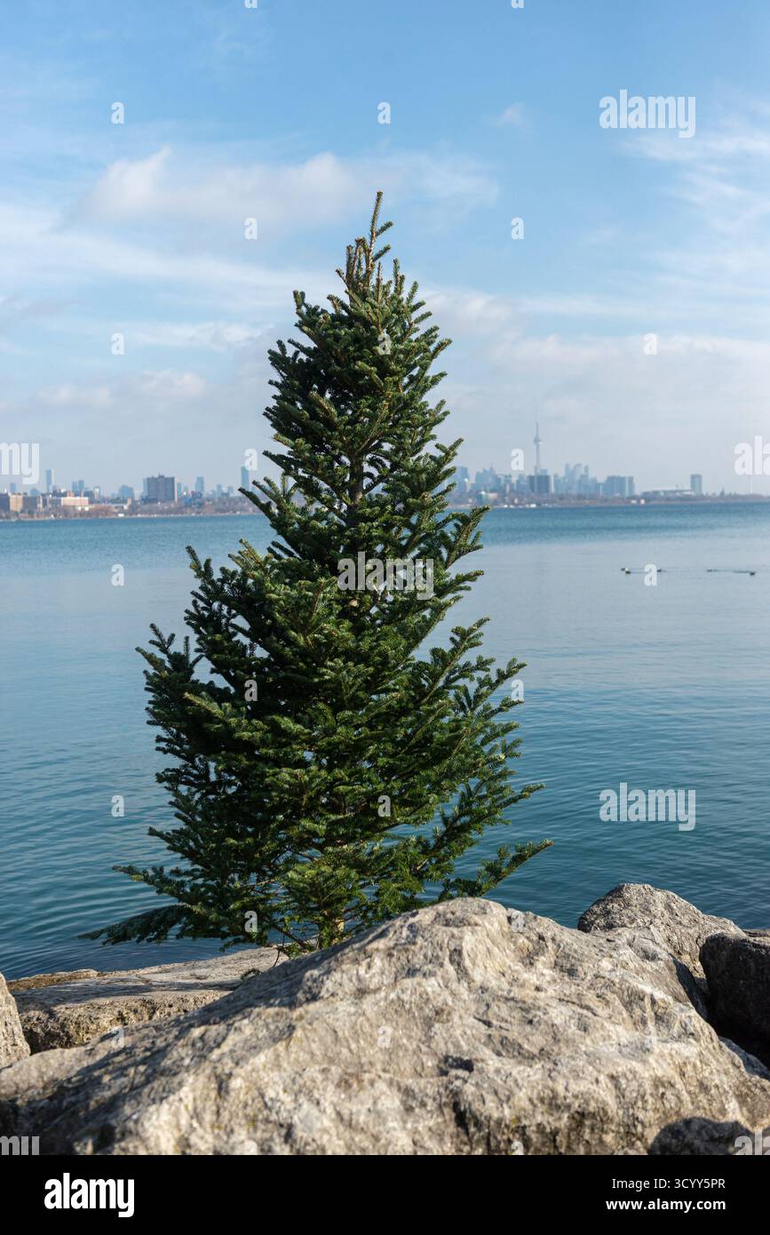 An evergreen tree stands on a rocky shore with the city skyline visible ...
