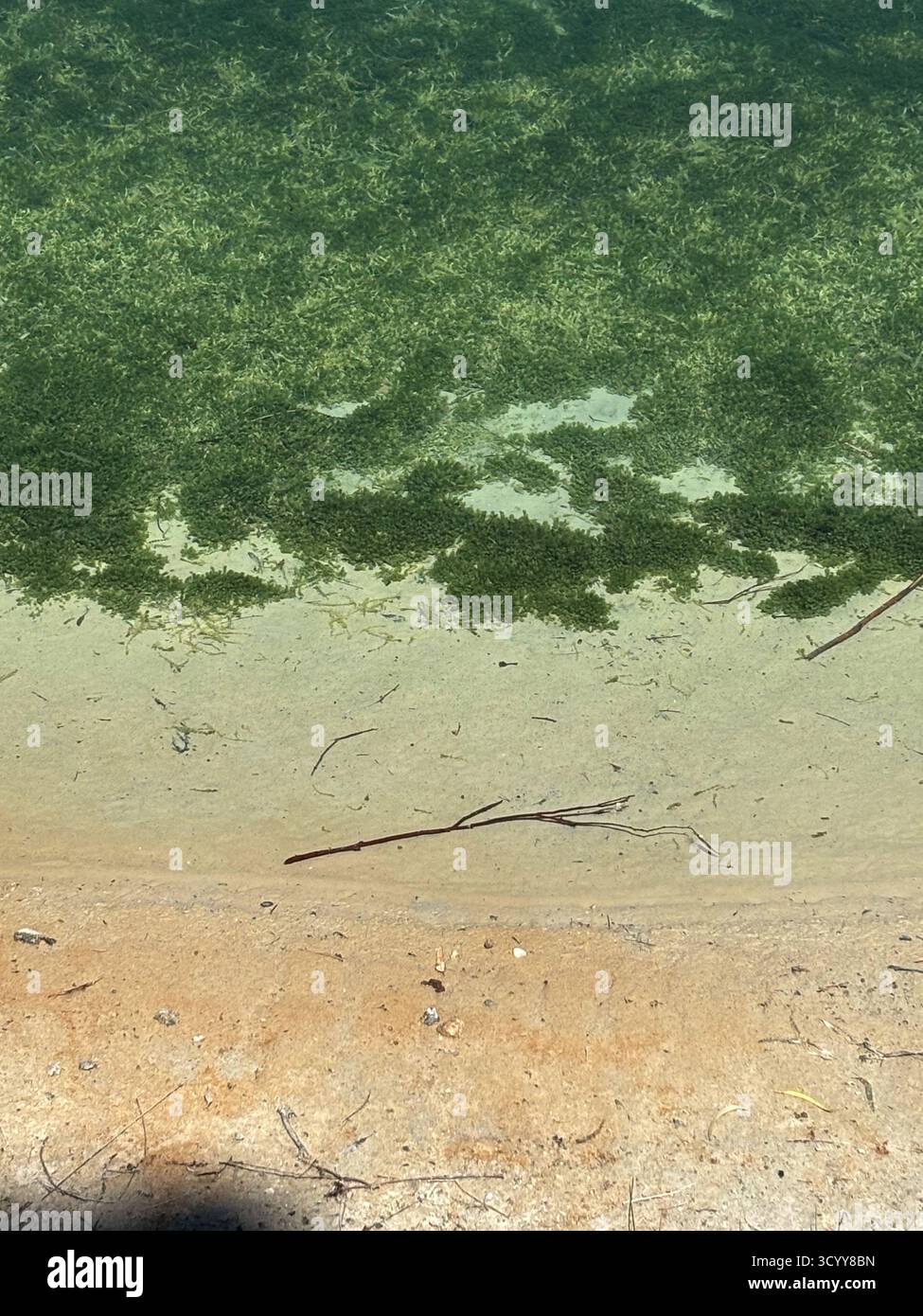 Green algae (Chara or Nitella) being used to improve water quality in dam, Barossa Valley, near Adelaide, South Australia - Smartphone Captured Stock Image