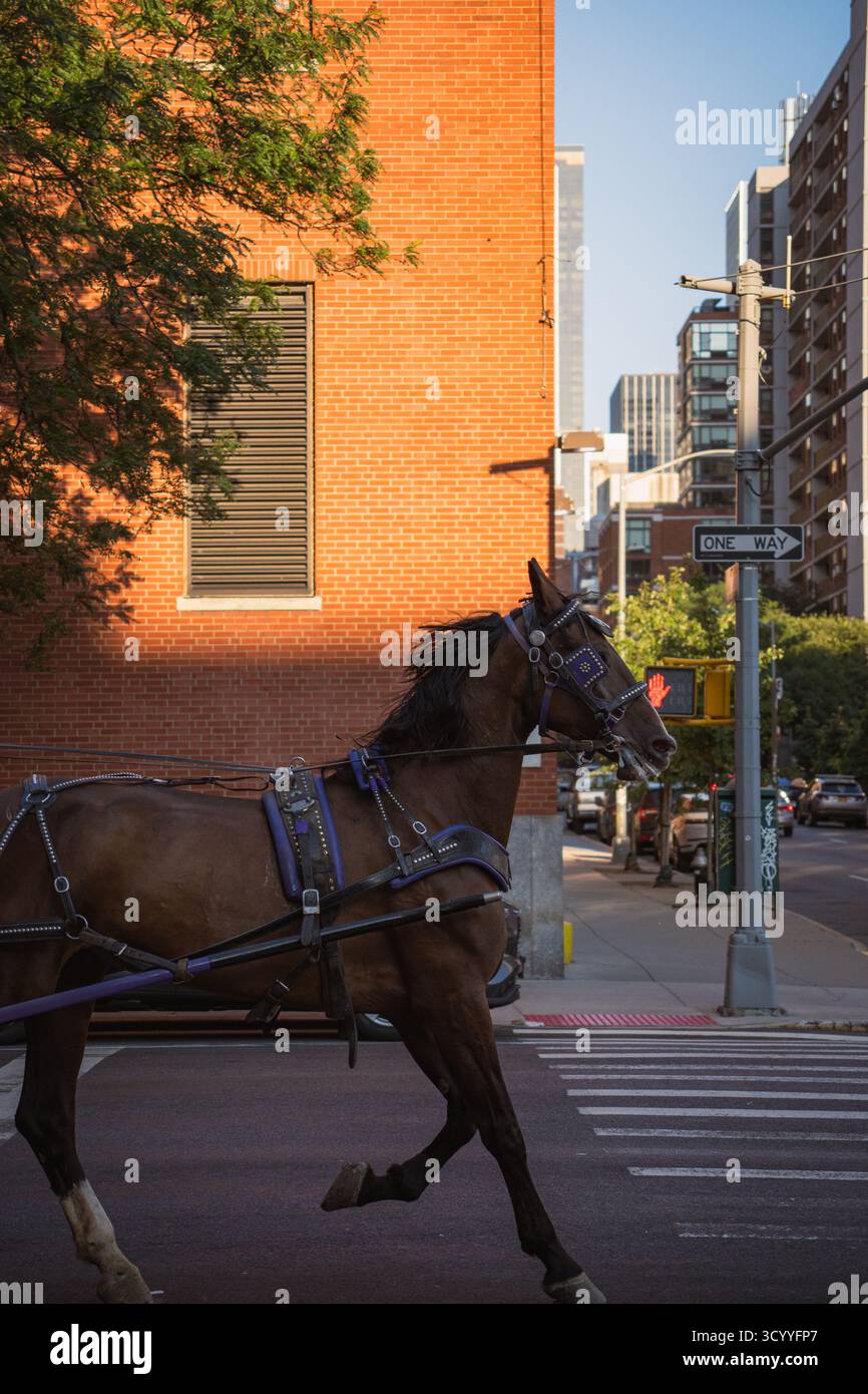 Elegant horse drawn carriage hi-res stock photography and images - Alamy