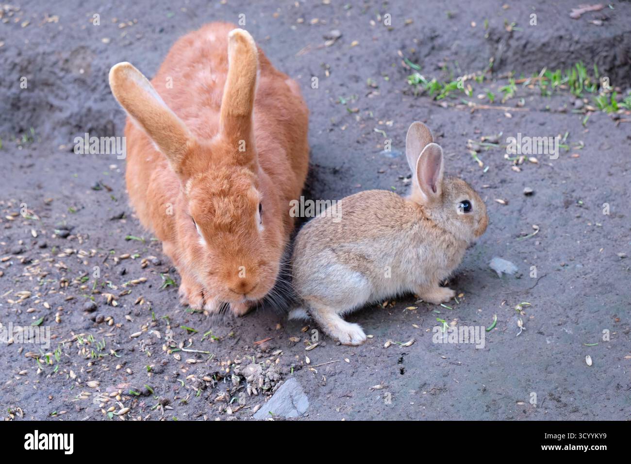 Rabbits scenery funny hi-res stock photography and images - Alamy