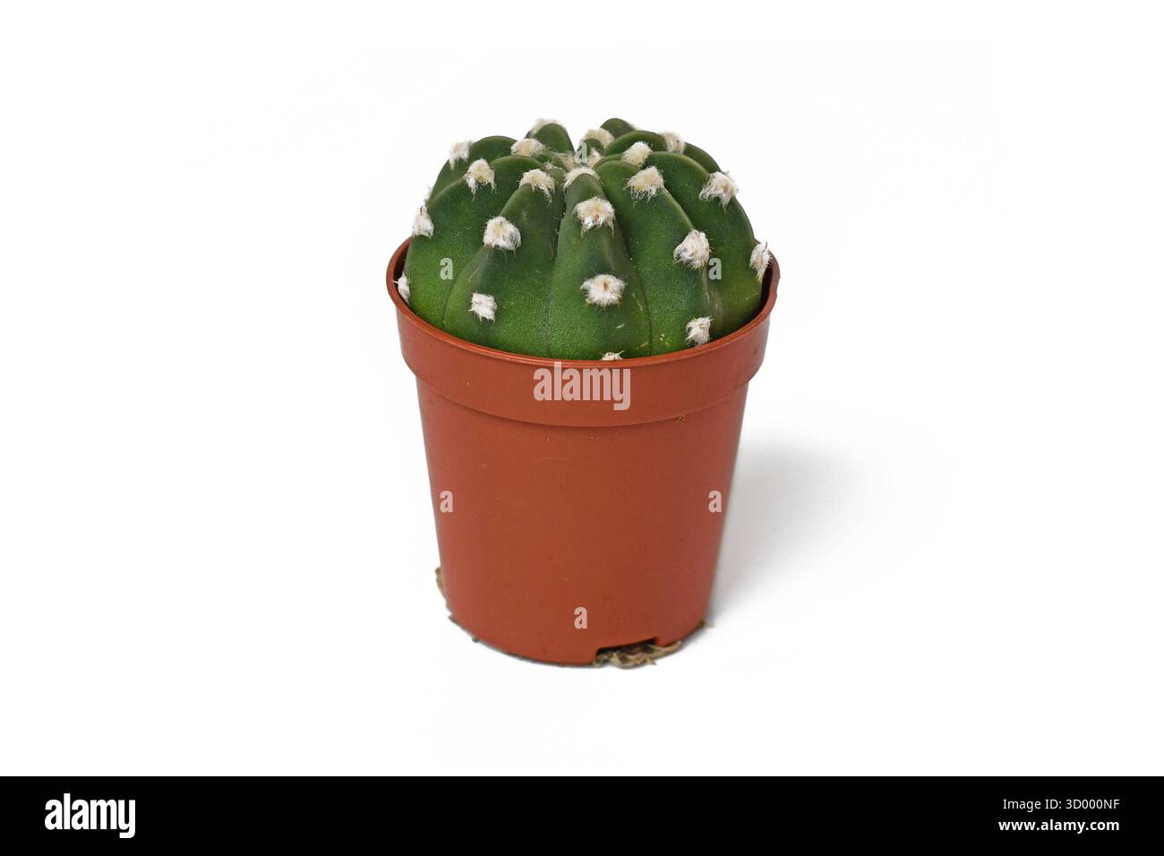 Cactus domino hi-res stock photography and images - Alamy