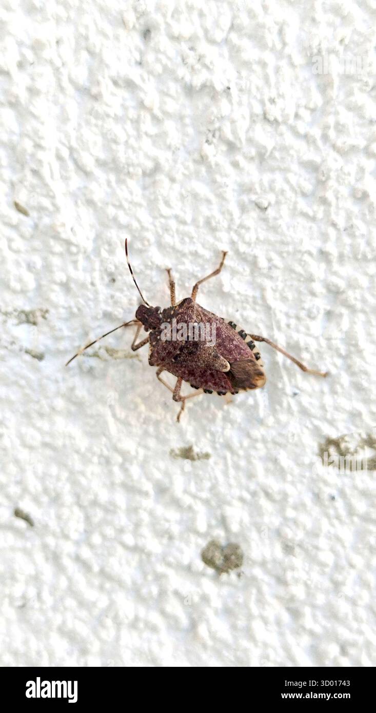 stinky beetle, cereal bug walking on a rough white wall Stock Photo