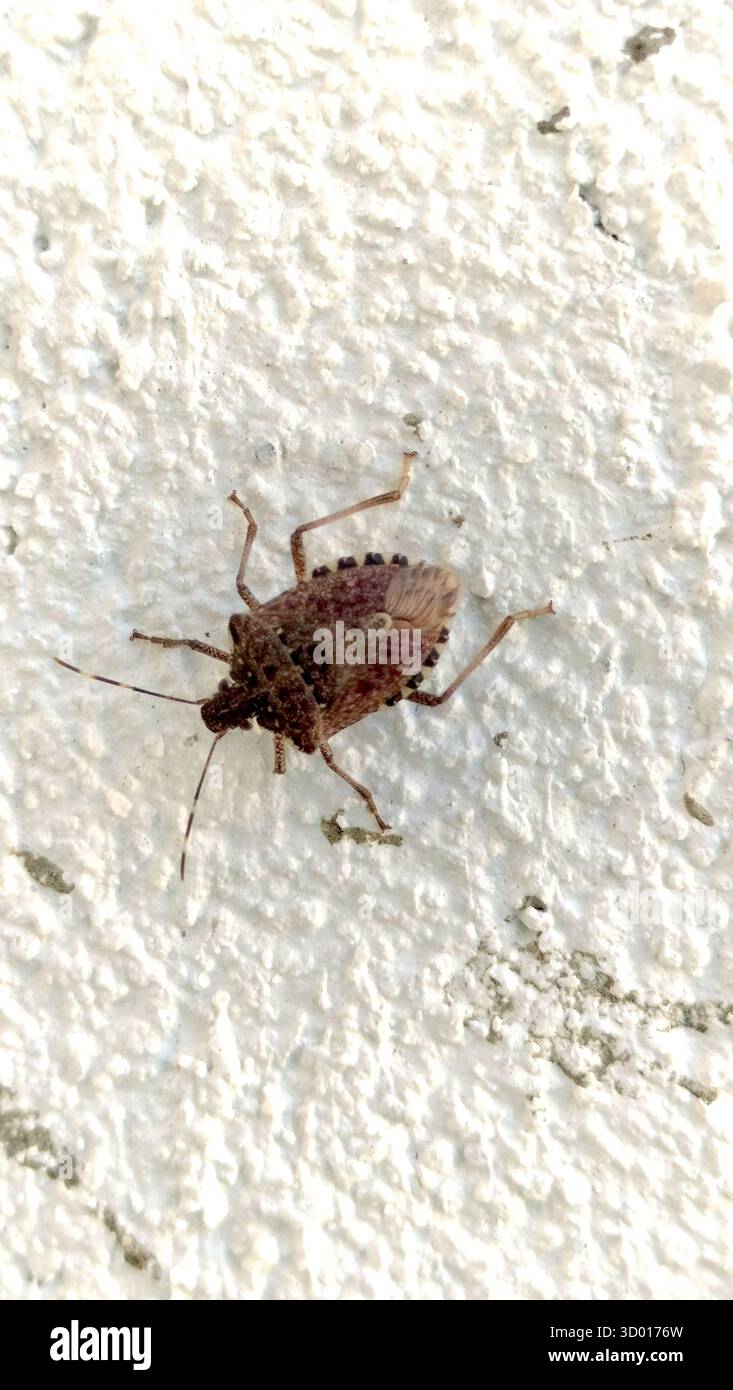 stinky beetle, cereal bug walking on a rough white wall Stock Photo