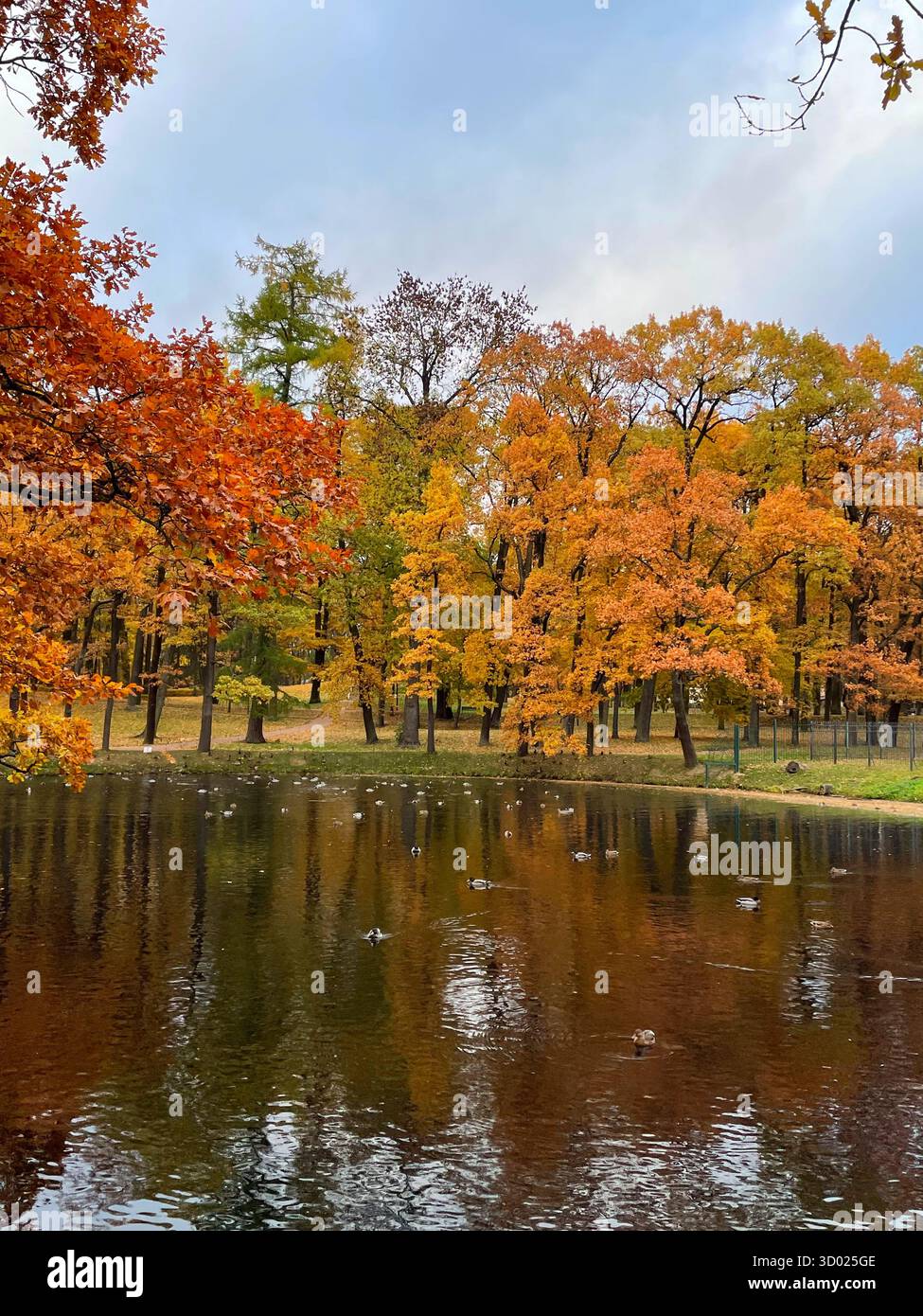 Peaceful Forest Pathway Through Tall Trees Stock Photo 2643326293 |  Shutterstock, image size:975x1390
